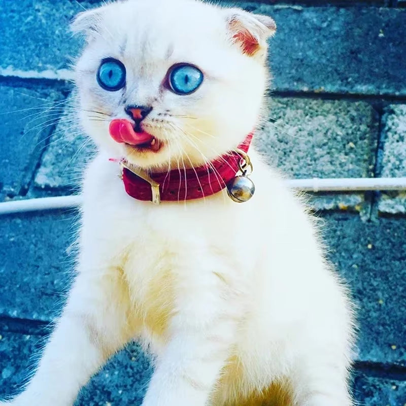 8 Colors Adjustable with Soft Velvet Material Pet Product Small Dog Collar Heart Charm and Bell Cat Collar Safety Elastic